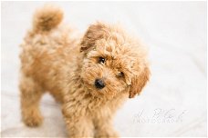 Poodle puppie 