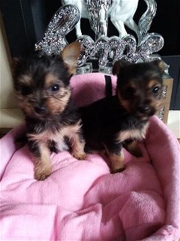 Beautiful Yorkshire terriers - 2