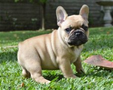 Franse bulldog pups