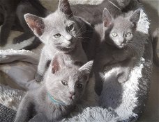Mooie Russische Blauwe Kittens met volledige stamboom