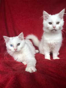 Mooie maine coon x kittens