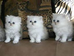 mooie perzische kittens ter adoptie
