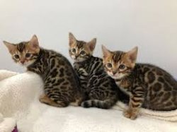 mooie Bengaalse kittens voor adoptie