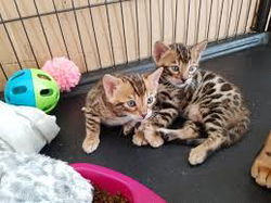 mannelijke en vrouwelijke Bengaalse kittens voor adoptie