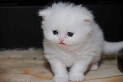 gezonde perzische kittens
