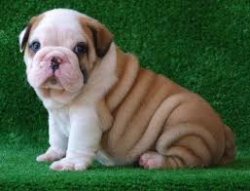 Engels bulldog pups voor adoptie