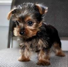mooie yorkie pupje