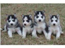 Siberische husky pup