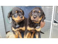 rottwelier pup