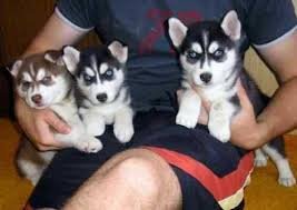 Blue Eyes Siberische Husky-puppy's - 0