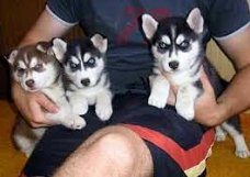 Blue Eyes Siberische Husky-puppy's