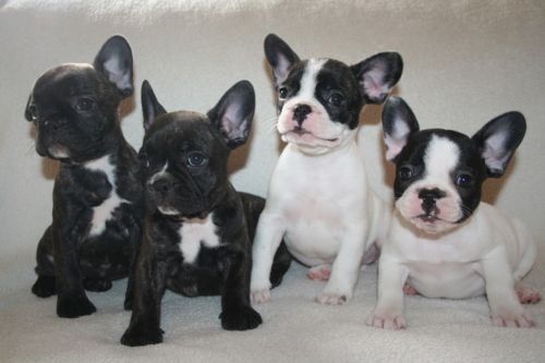 Franse Bulldog pups - - 0