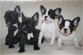 Franse Bulldog pups - - 0 - Thumbnail