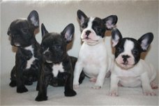 Franse Bulldog pups -