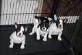 Franse Bulldog pups - - 1 - Thumbnail