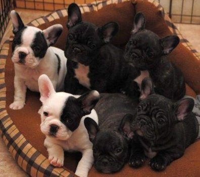 Franse Bulldog pups - - 2