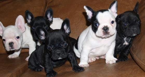 Franse Bulldog pups - - 3
