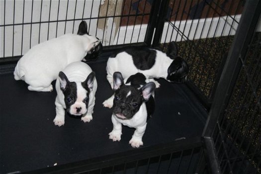 Franse Bulldog pups - - 4