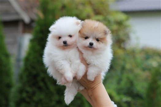 Luxe Mini XS Pomeranian Puppy - 0