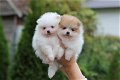 Luxe Mini XS Pomeranian Puppy - 0 - Thumbnail