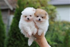 Luxe Mini XS Pomeranian Puppy