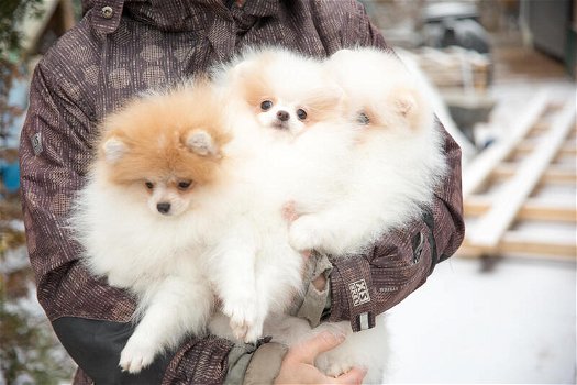 Luxe Mini XS Pomeranian Puppy - 1