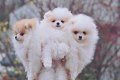 Luxe Mini XS Pomeranian Puppy - 2 - Thumbnail
