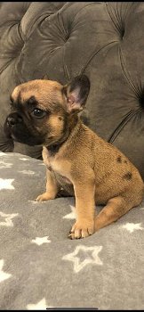 Franse Bulldog-puppy's te koop. - 0