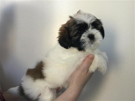 Mooie Shih tzu-pups! - 0