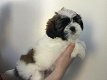 Mooie Shih tzu-pups! - 0 - Thumbnail