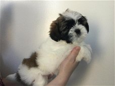 Mooie Shih tzu-pups!