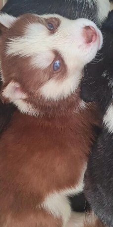 Pure Siberische Husky pups blauwe ogen