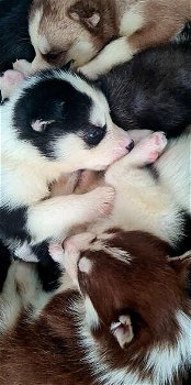 Pure Siberische Husky pups blauwe ogen - 1
