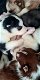 Pure Siberische Husky pups blauwe ogen - 1 - Thumbnail