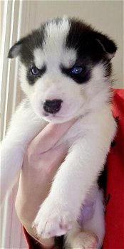 Pure Siberische Husky pups blauwe ogen - 2