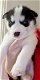 Pure Siberische Husky pups blauwe ogen - 2 - Thumbnail