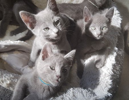 Mooie Russische Blauwe Kittens met volledige stamboom - 0