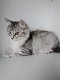 Schattige Siberische kittens - 0 - Thumbnail