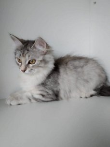 Schattige Siberische kittens