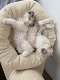 Schitterende kleine Ragdolls-kittens - 0 - Thumbnail