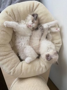 Schitterende kleine Ragdolls-kittens