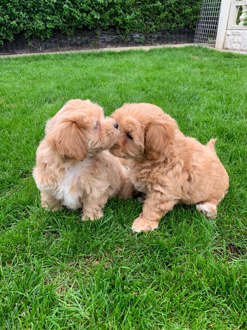Mooie Maltipua-puppy's - nr. 1