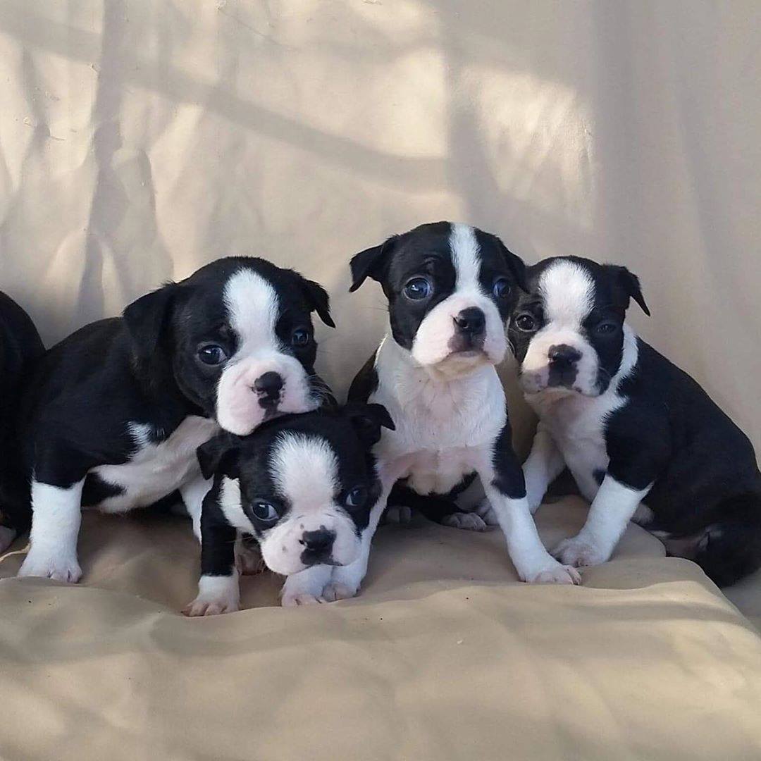 Mooie Boston Terriers - nr. 1