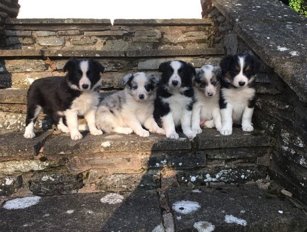 Geweldige border collie-puppy's. - nr. 1