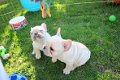 Mooie Franse bulldog beschikbaar - 0 - Thumbnail