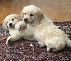 Speelse golden retriever puppy's op zoek naar huisdieren liefdevolle huizen