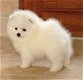Witte Pommeren Puppy's - 0 - Thumbnail