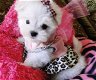 Aanbiddelijk mannelijk en vrouwelijk theekopje Maltese Puppy's voor goedkeuring - 0 - Thumbnail