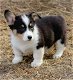 Pembroke Welsh Corgi puppy's - 0 - Thumbnail
