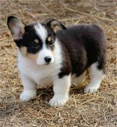 Pembroke Welsh Corgi puppy's